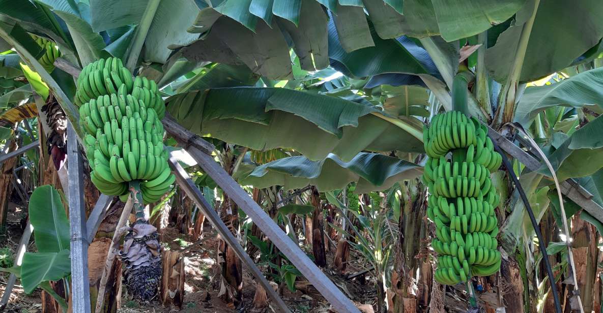 Madeira: Private Banana Farm Tour With Pickup - Key Points