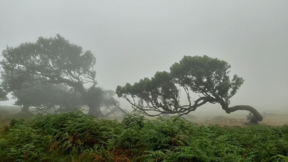 Madeira: Private Tour of Fanal Forest - Key Points