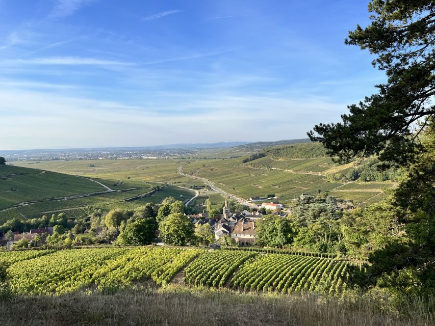 Meursault - Vineyard and Wine Experience - 3h - Key Points