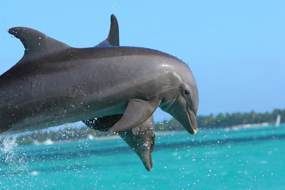 Miami: Day Trip to Key West W/ Dolphin Watching & Snorkeling - Key Points