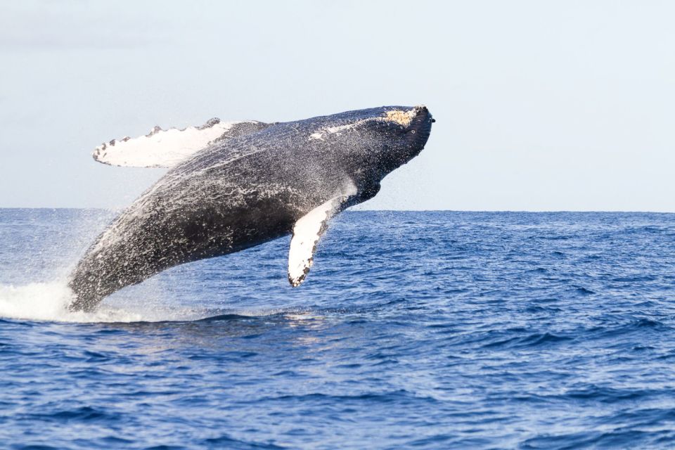 Oahu: Eco-Friendly West Coast Whale Watching Cruise - Cruise Highlights