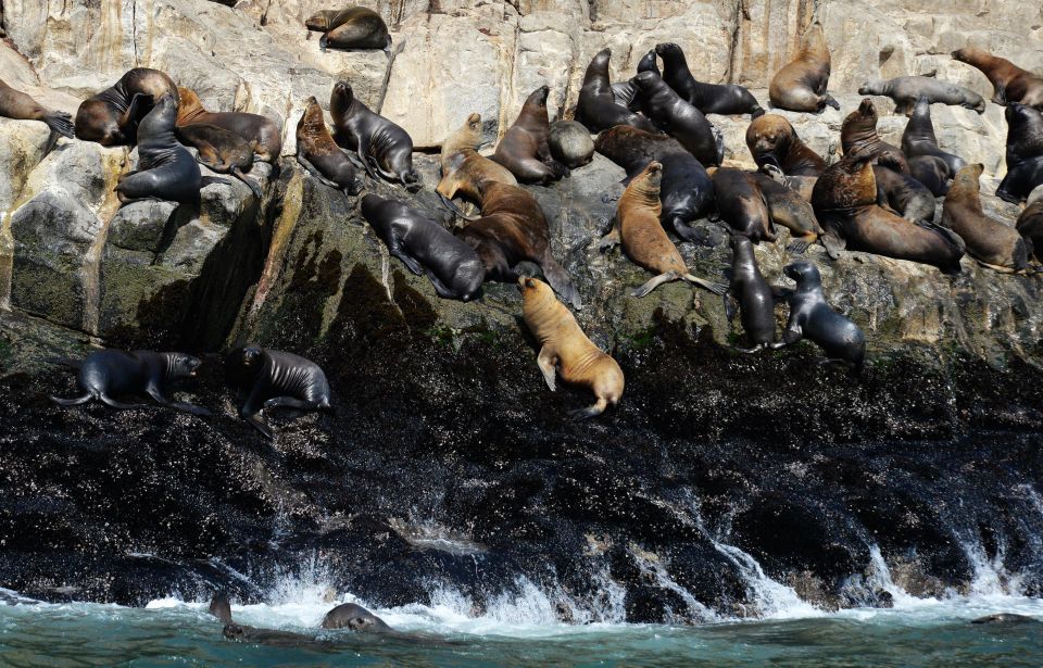 Palomino Islands Yacht Tour and Swim Alongside the Sea Lions - Tour Pricing and Duration