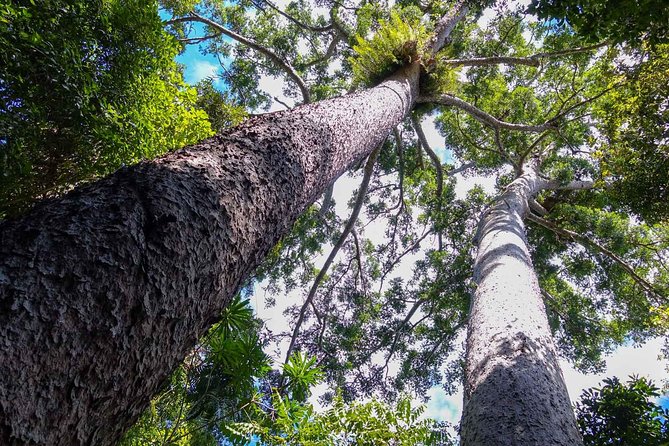 Paronella Park and Millaa Millaa Falls Full-Day Tour From Cairns - Key Points