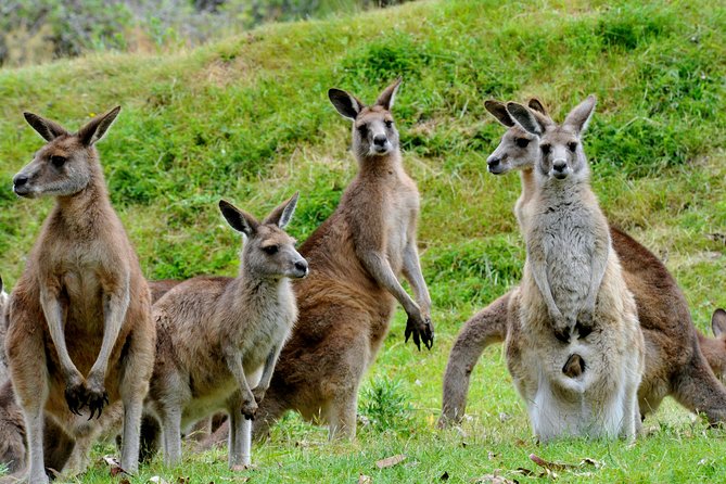 Phillip Island Penguin Parade, Wildlife and Beach Boxes Bus Tour - Meeting and Pickup Details