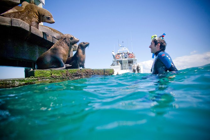 Private 2 Hour Dolphin and Seal Swim Mornington Peninsula - Key Points