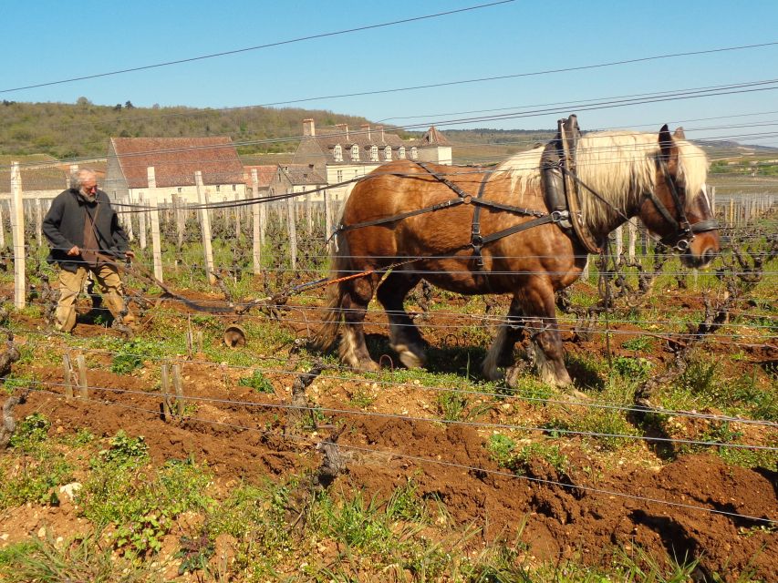 Private Wine-Tasting : Tour of Local Producers. - Key Points