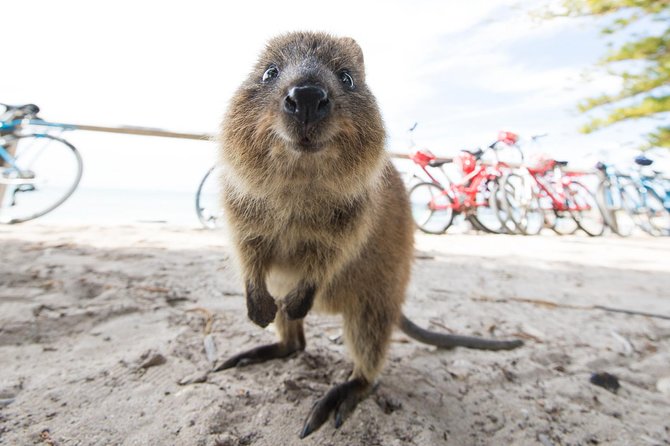 Rottnest Island Round-Trip Ferry From Perth - Key Points