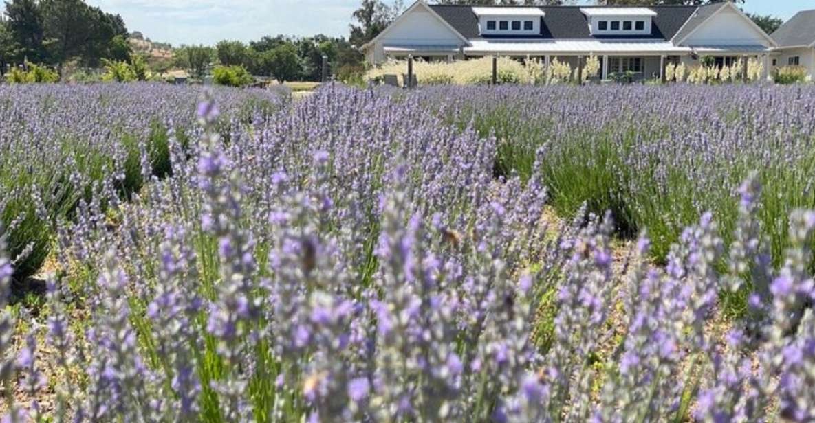 Sacramento: Capay Valley Farm Tour With Lunch & Wine - Tour Details