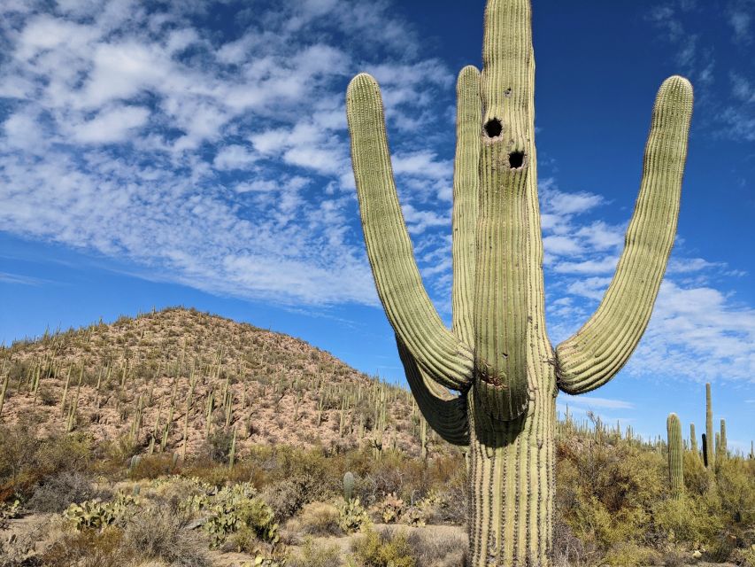 Saguaro National Park: Self-Guided GPS Audio Tour - Key Points