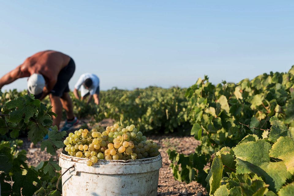 Santorini Wine Roads: Tour of 3 Wineries With a Sommelier - Key Points