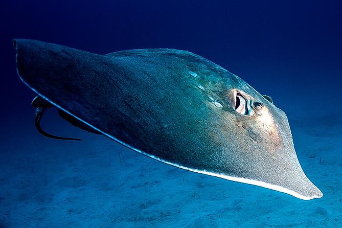 Scuba Diving Multi Dives in Playa De La Americas - Key Points