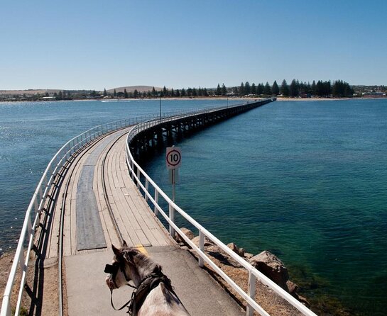 Seal Island Boat Tour From Victor Harbor - Key Points