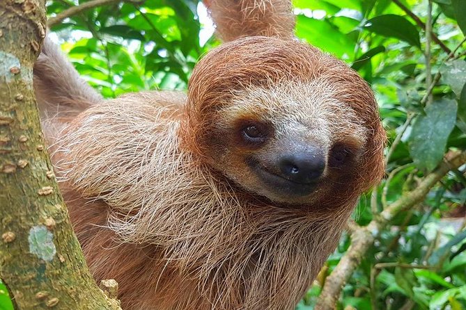 Sloth Discovery From Playa Del Coco Area - Key Points