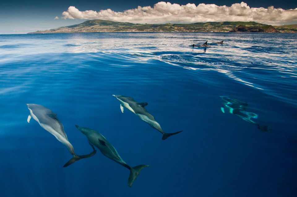 Swimming With Dolphins in Terceira Island - Key Points