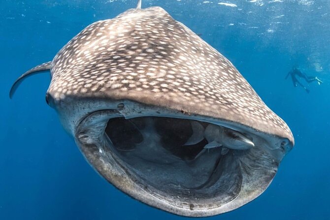 Whale Shark Adventure Tour - Key Points