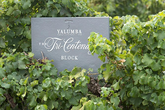 Yalumba Nursery & Grenache Discovery Tour + Platter Lunch - Key Points