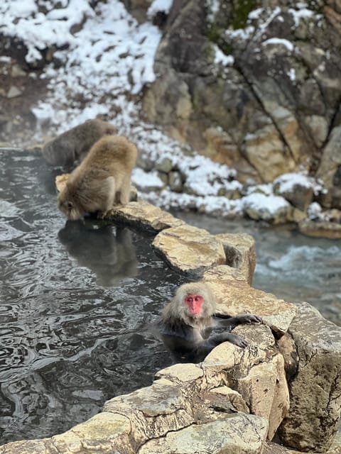 A Memorabele Snow Monkey Park and Zenkoji Temple Tour - Tour Highlights