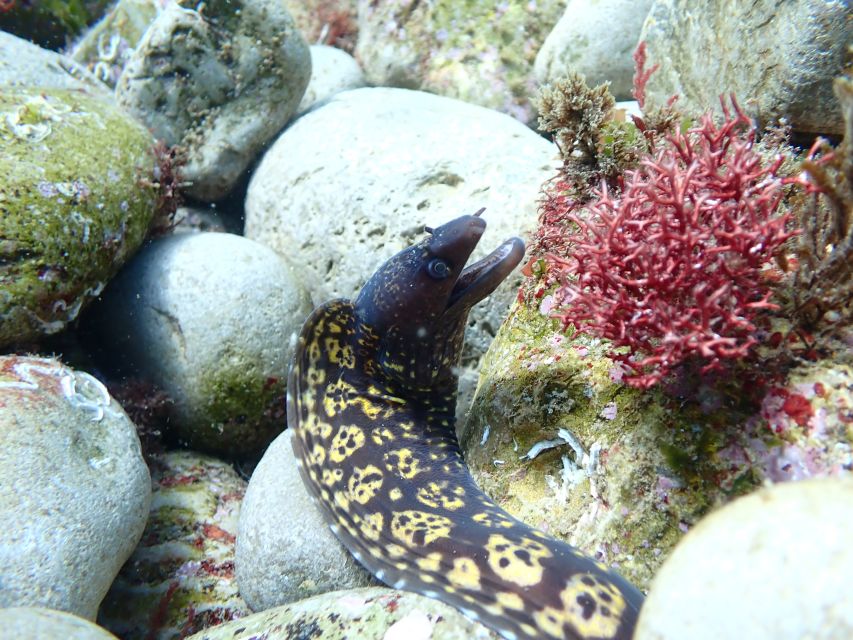 Arrábida: Open Water Diver Course in Arrábida Marine Reserve - Location and Provider Details