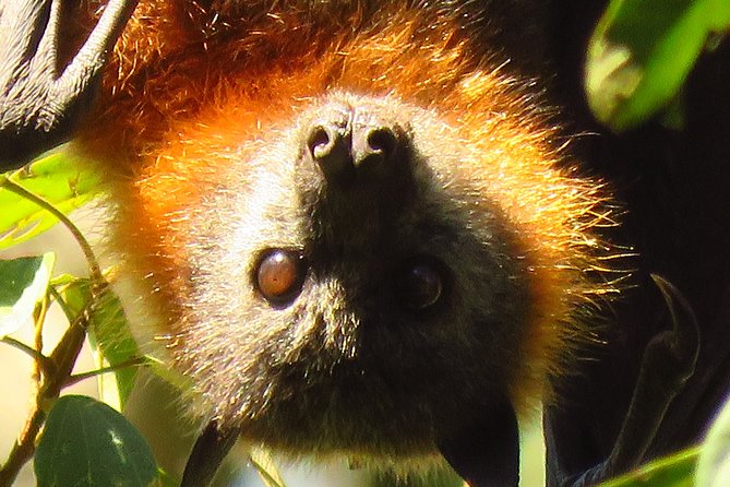 Byron Bay Wildlife Safari - Preparing for the Adventure