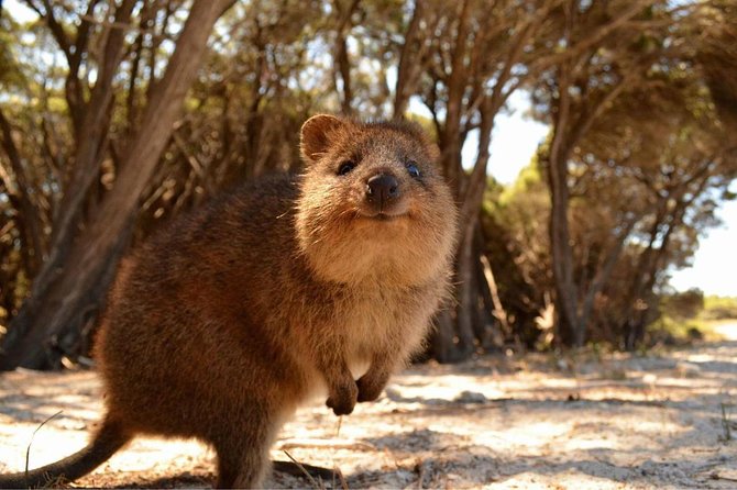 Fly to Rottnest Island by Plane - Scenic Flight to Rottnest Island