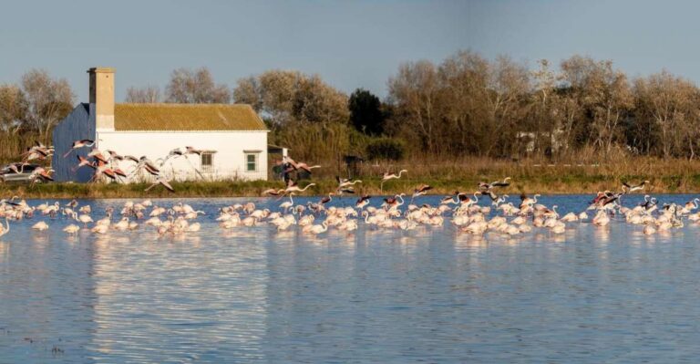 From Valencia: Albufera Tour With Paella, Boat Ride & Walk