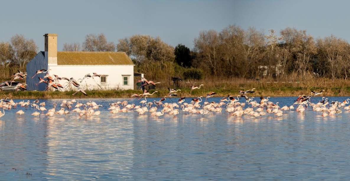 From Valencia: Albufera Tour With Paella, Boat Ride & Walk - Tour Details