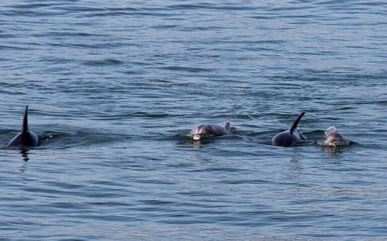 Full-Day Dolphin Watching Tour From Lisbon