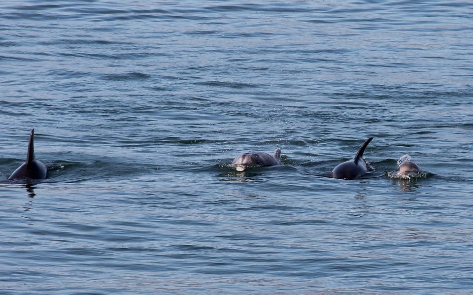 Full-Day Dolphin Watching Tour From Lisbon - Tour Details