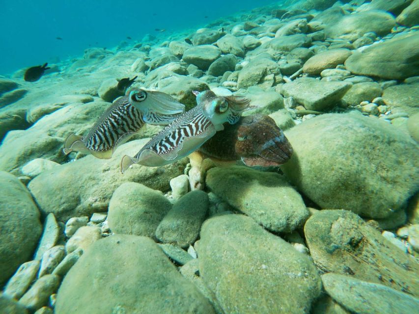 Heraklion: Beginner-Friendly Snorkeling Trip - Tour Details