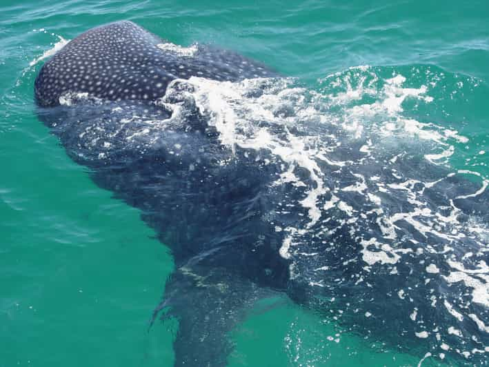 Holbox: Whale Shark Encounter and Marine Adventure - Activity Details