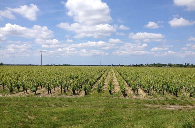 Lacour Jacquet Castle Winery Visit and Tasting