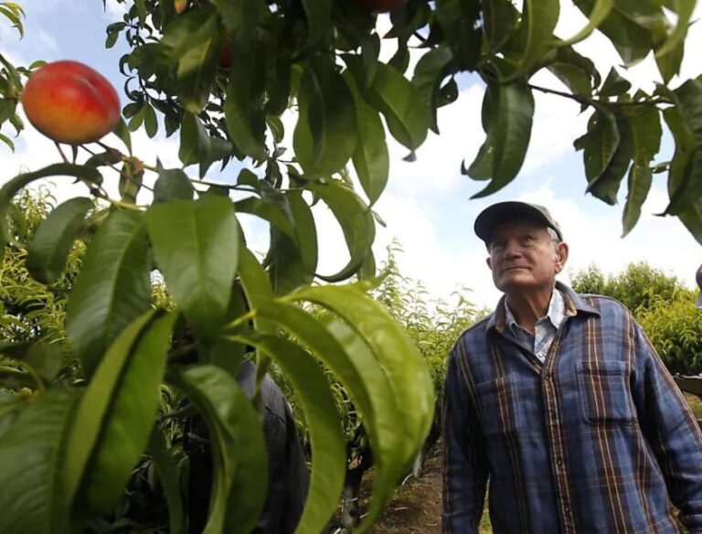 Modesto: Fruits and Roots Tour Driving Audio Guide Tour