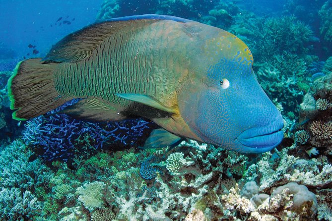 Poseidon Outer Great Barrier Reef Snorkeling and Diving Cruise From Port Douglas