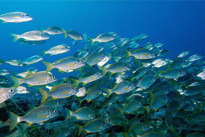 RECREATIONAL DIVE (Certified DIVErs Only) : Explore Canarian Sealife - Dive Package Details