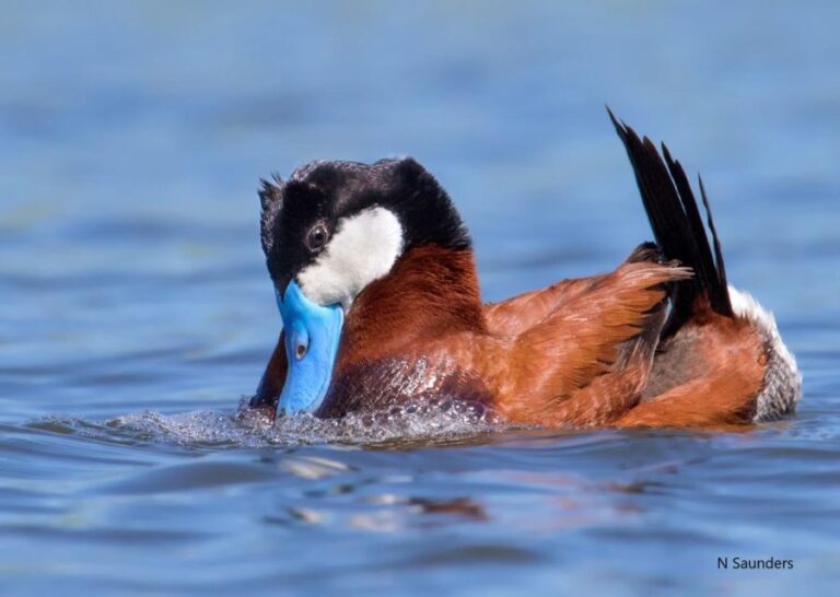 Saskatoon: Donna Birkmaier Park Birding and Walking Tour