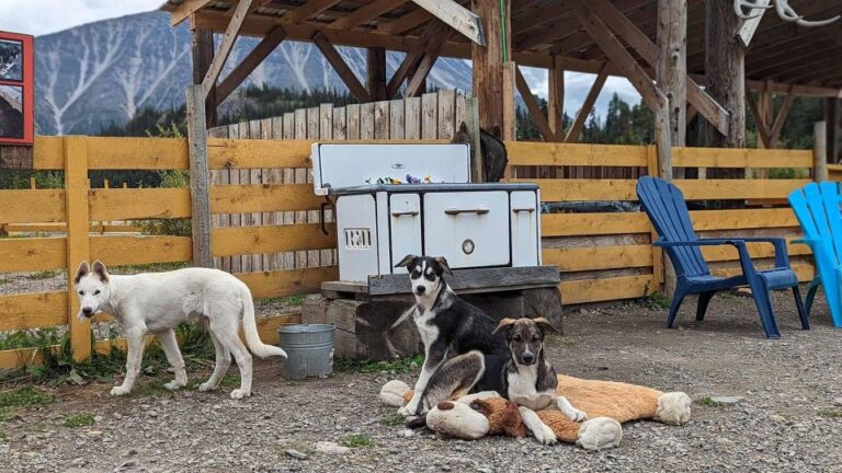 Skagway: Klondike Highway & Yukon Bus Tour With Husky Kennel