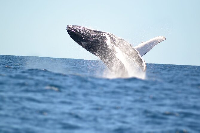 Small Boat Whale Watching Tour in Gold Coast