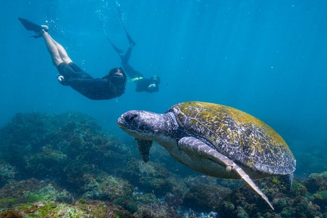 Snorkel With Turtles Gold Coast