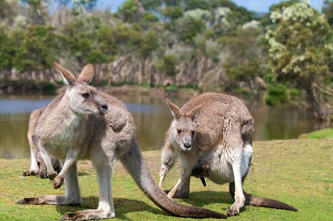 Southern Gippsland Boutique Wine Tour With Tapas From Melbourne