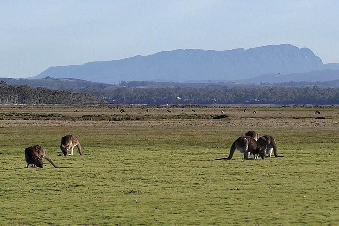 Spend a Day in One of Tasmanias Best Wildlife National Parks - Discover Narawntapu National Park