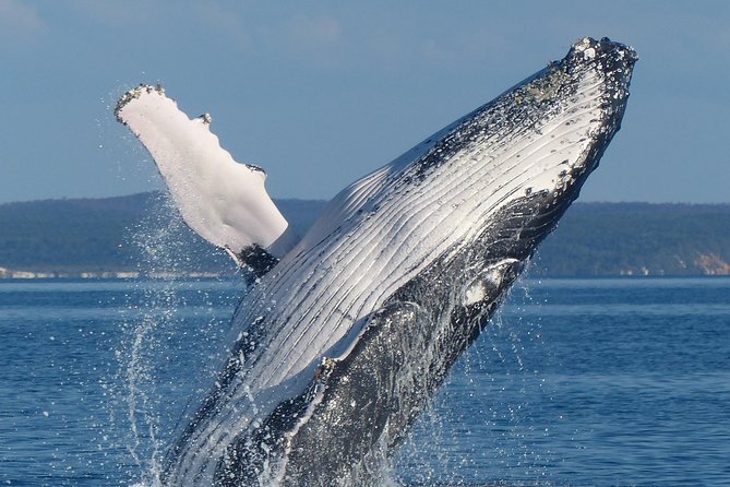 Spirit of Hervey Bay Whale Watching Cruise