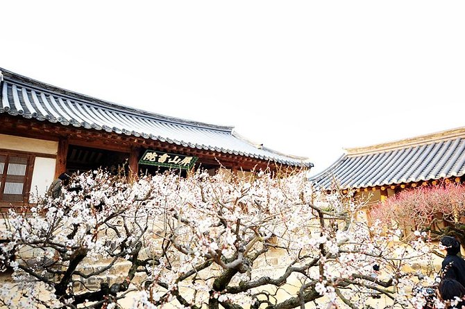 The Beauty of the Korea Cherry Blossom Discover 9days 8nights - Tour Overview and Highlights