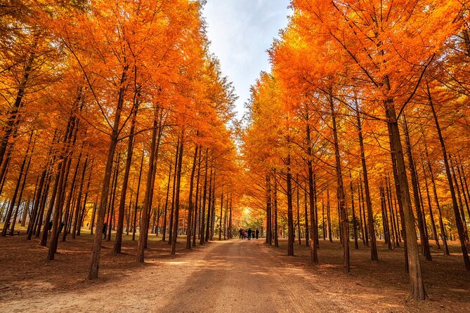 Trip to Nami Island With Petite France & Italian Village, Garden of Morning Calm