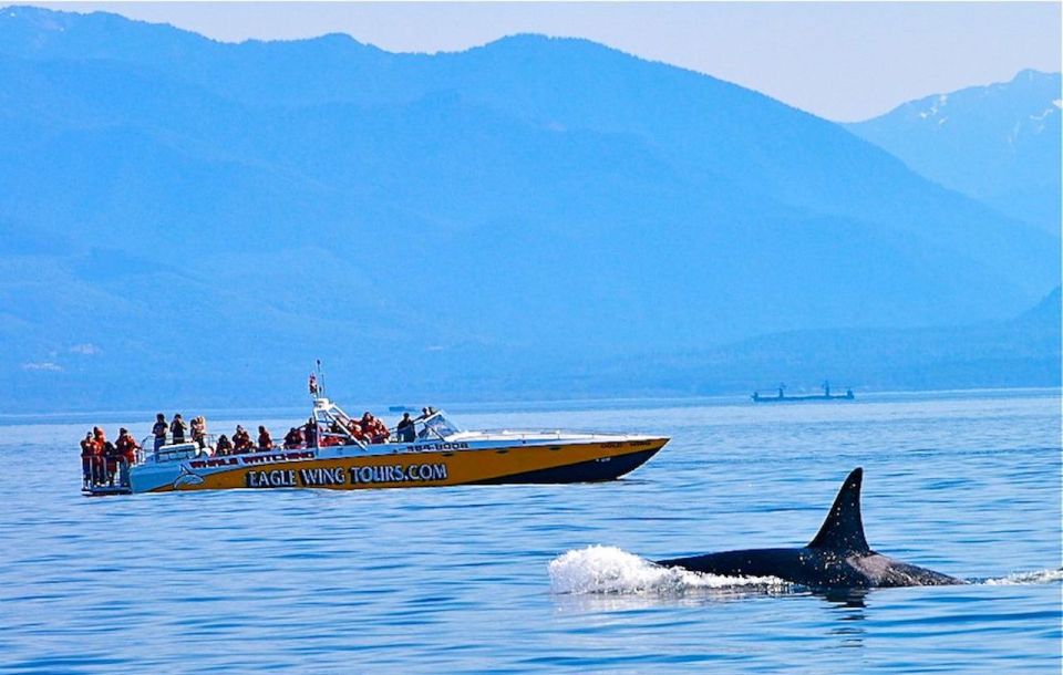 Victoria: Morning Whale-Watching Tour in Scarab Boat - Tour Details