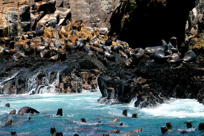 Visit the Sea Lions in Palomino Islands, in Lima Peru