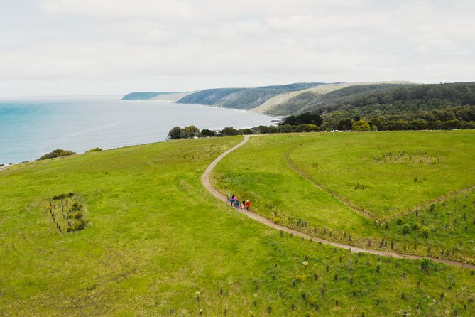 Walk With Wildlife: Guided Tour in Great Ocean Road - Exploring the Great Ocean Road