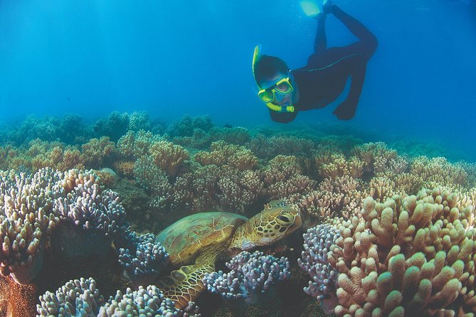 Wavedancer Low Isles Great Barrier Reef Sailing Cruise From Palm Cove