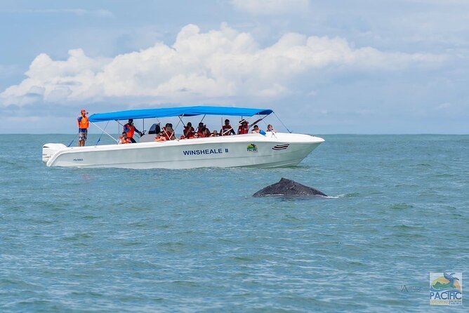 Whale Watching at the Marino Ballena National Park