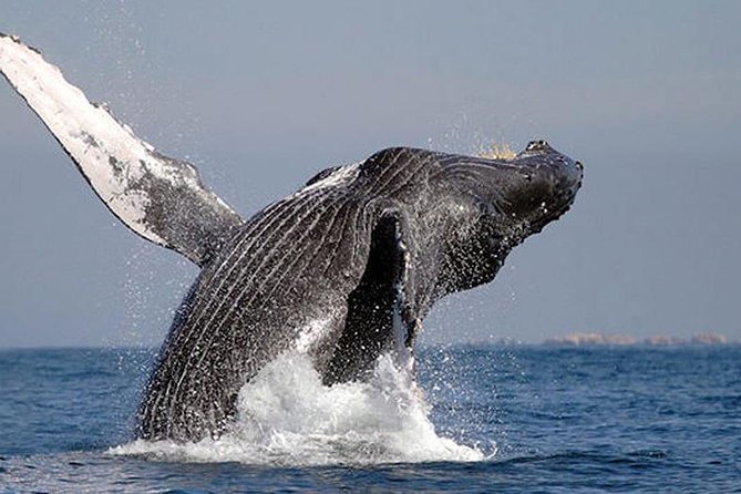 Whale Watching in Cabo San Lucas: Sightseeing Cruise and Shopping - Tour Highlights