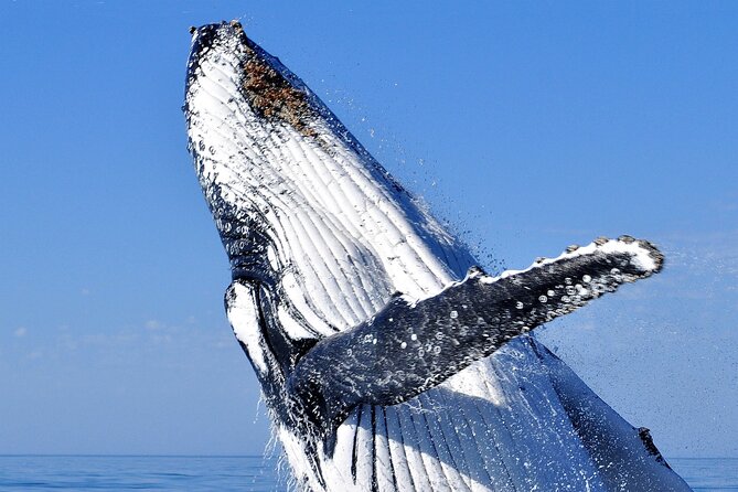 2 Hour Whale Watching Experience Departing Hillarys Boat Harbour - Scheduling and Logistics